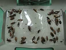 ゴキブリ生息数調査